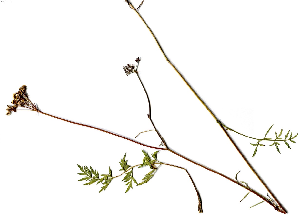 Laserpitium prutenicum subsp. dufourianum (Apiaceae)